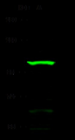 Sino Biological Anti-Meprin beta Antibody, Rabbit Polyclonal, Quantity: