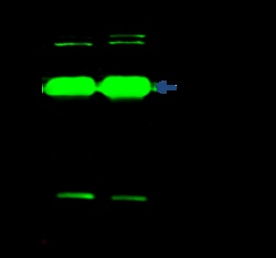 Sino Biological Anti-DHTKD1 Antibody, Rabbit Polyclonal, Quantity: Each