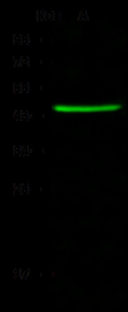 Sino Biological Anti-CCDC42 Antibody, Rabbit Polyclonal, Quantity: Each