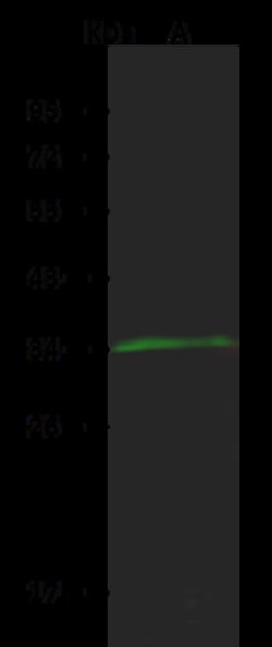 Sino Biological Anti-COQ9 Antibody, Rabbit Polyclonal, Quantity: Each of