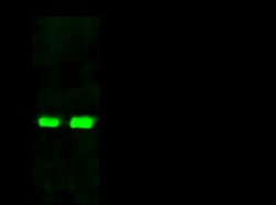 Sino Biological Anti-FRG1 Antibody, Rabbit Polyclonal, Quantity: Each of