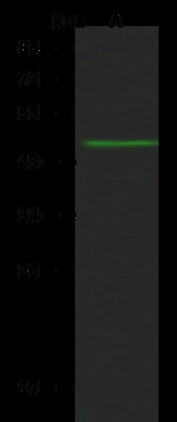 Sino Biological GFRAL Antibody, Rabbit PAb, Antigen Affinity Purified 100uL,