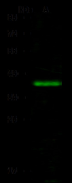 Sino Biological Anti-C19orf47 Antibody, Rabbit Polyclonal, Quantity: Each