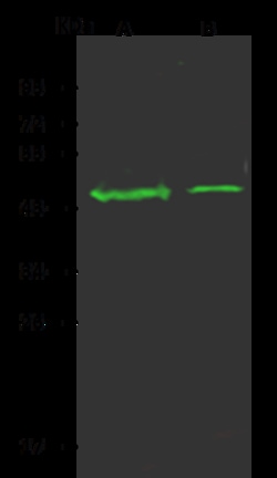 Sino Biological Anti-OR5D13 Antibody, Rabbit Polyclonal, Quantity: Each