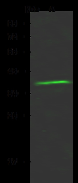 Sino Biological Anti-OR6T1 Antibody, Rabbit Polyclonal, Quantity: Each
