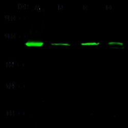 Sino Biological Anti-AP2A2 Antibody, Rabbit Polyclonal, Quantity: Each