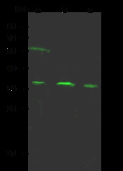 Sino Biological Anti-ARP2/3 Antibody, Rabbit Polyclonal, Quantity: Each