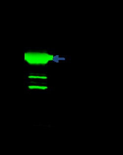 Sino Biological ADRB3 Antibody, Rabbit PAb, Antigen Affinity Purified 100uL,