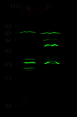 Sino Biological Anti-Epsin 3/EPN3 Antibody, Rabbit Polyclonal, Quantity: