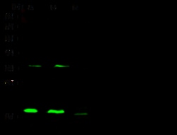 Sino Biological Anti-Cofilin 2 Antibody, Rabbit Polyclonal, Quantity: Each