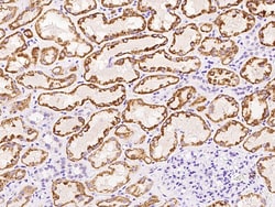 Sino Biological KMO Antibody, Rabbit PAb, Antigen Affinity Purified 100µL,