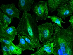 Sino Biological KYNU Antibody, Rabbit MAb 100uL, Quantity: Each of 1