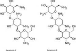 TOKU-E Kanamycin Acid Sulfate ReadyMade Solution 10 x 1 mL | Buy Online | TOKU-E&trade; | Fisher Scientific