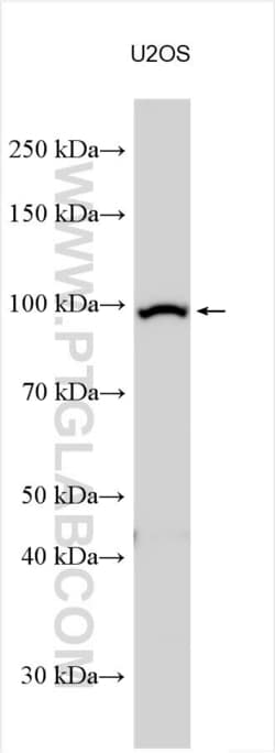 L3MBTL2 Rabbit, anti-Human, Polyclonal, Proteintech:Antibodies:Primary