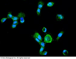 Sino Biological LAP3 Antibody, Rabbit PAb, Antigen Affinity Purified 100uL,