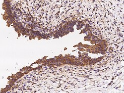Sino Biological LAPTM4A Antibody, Rabbit PAb, Antigen Affinity Purified