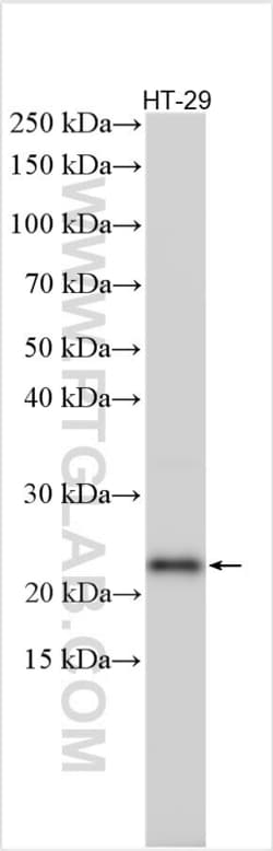 Lipocalin-2/NGAL Rabbit, anti-Human, Polyclonal, Proteintech Quantity: