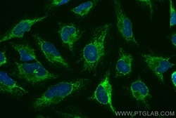 LETM1 Rabbit, anti-Human, CoraLite Plus 488, Polyclonal, Proteintech:Antibodies:Primary