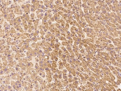 Sino Biological LIN52 Antibody, Rabbit PAb, Antigen Affinity Purified 100uL,