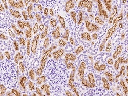 Sino Biological LRP2/Megalin Antibody, Rabbit PAb, Antigen Affinity Purified