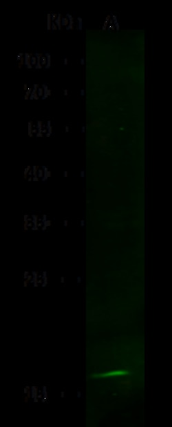 Sino Biological LSM1 Antibody, Rabbit MAb 100µL, Quantity: Each of 1