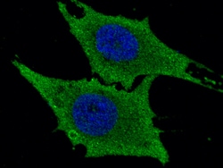 Sino Biological Recombinant Anti-Leukotriene A4 Hydrolase Antibody, Rabbit