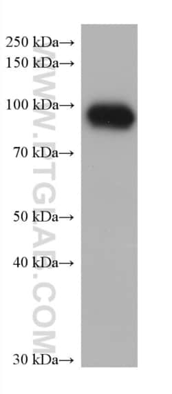 LTF Mouse, anti-Human, Clone: 3D1G3, Proteintech Quantity: 150 &mu;L:Antibodies