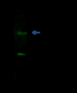 Sino Biological Anti-Latexin Antibody, Mouse Monoclonal, Quantity: Each
