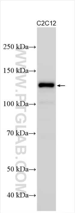 M-cadherin Rabbit, anti-Human, Polyclonal, Proteintech Quantity: 20 &mu;L:Antibodies