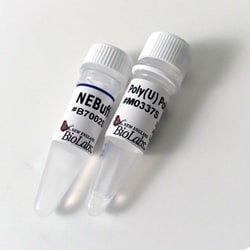 New England Biolabs, Inc. Poly (U) Polymerase – 60 units, Quantity: Each