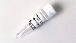 New England Biolabs, Inc. NEBridge Ligase MM - 250 rxn, Quantity: Each