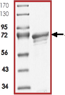 Sino Biological&nbsp;Recombinant Human MAPK10/JNK3 Protein (Full Length, GST Tag)
