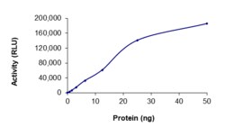 Sino Biological&nbsp;Recombinant Human MYO3B Protein (GST Tag), Active