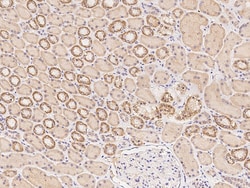 Sino Biological MAD2L1 Antibody, Rabbit PAb, Antigen Affinity Purified