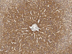 Sino Biological Anti-ALDH3A2 Antibody, Rabbit Polyclonal, Quantity: Each