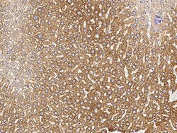 Sino Biological Anti-ALDH3A2 Antibody, Rabbit Polyclonal, Quantity: Each