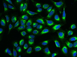 Sino Biological ARMET/MANF Antibody, Rabbit PAb, Antigen Affinity Purified