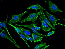Sino Biological Anti-MEK1 Antibody, Rabbit Polyclonal, Quantity: Each of