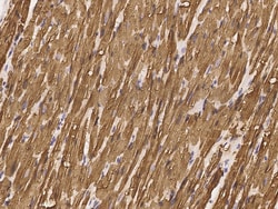 Sino Biological Anti-ERK3/MAPK6 Antibody, Rabbit Polyclonal, Quantity: