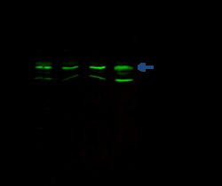 Sino Biological JNK2 / MAPK9 Antibody, Mouse MAb 100uL, Quantity: Each