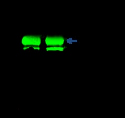 Sino Biological JNK2 / MAPK9 Antibody, Rabbit PAb, Antigen Affinity Purified