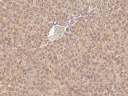 Sino Biological Anti-APOF Antibody, Rabbit Polyclonal, Quantity: Each of