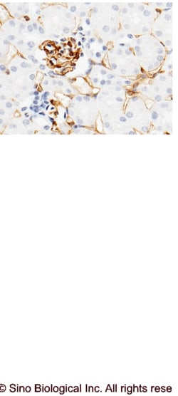Sino Biological Anti-CD38 Antibody, Rabbit Polyclonal, Quantity: Each of