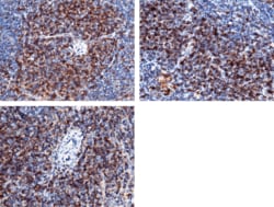 Sino Biological CD4 Antibody, Rabbit MAb 100uL, Quantity: Each of 1