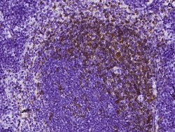 Sino Biological Recombinant Anti-CD4 Antibody, Rabbit Monoclonal, Quantity: