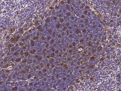 Sino Biological Anti-CD40/TNFRSF5 Antibody, Rabbit Polyclonal, Quantity: