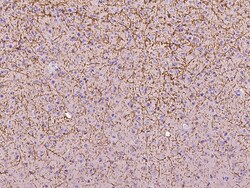 Sino Biological NCAM1/CD56 Antibody, Rabbit PAb, Antigen Affinity Purified