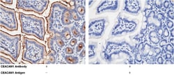 Sino Biological CEACAM1 / CD66a Antibody, Rabbit PAb, Antigen Affinity