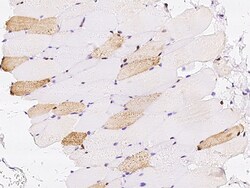 Sino Biological Anti-KAT13D/CLOCK Antibody, Rabbit Polyclonal, Quantity: