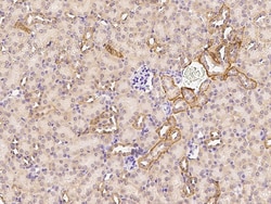 Sino Biological Anti-M-CSFR/CSF1R Antibody, Rabbit Polyclonal, Quantity: